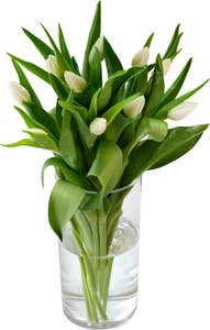 FreshFlowers Tulipaner Hvit