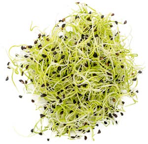 Økologiske Purreløkspirer Norge