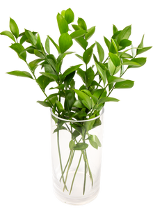 FreshFlowers Ruscus 50cm