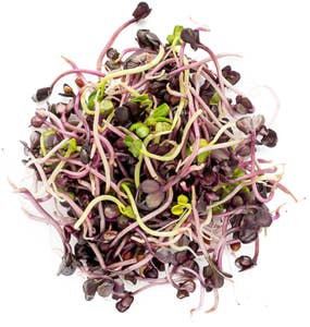 Økologiske Reddikspirer Norge