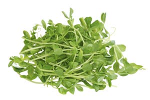 Økologiske Sukkerertspirer Norge