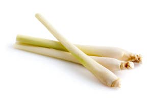 Sitrongress Indonesia/ Thailand