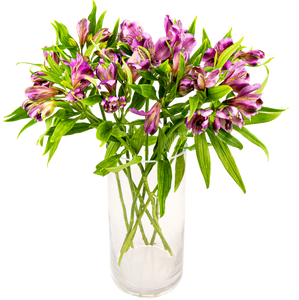 FreshFlowers Inkalilje lilla 45cm