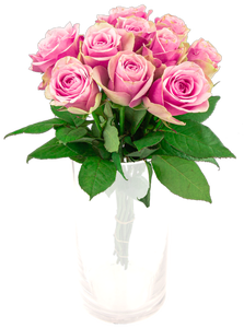 FreshFlowers Roser Belle Rose 50 cm