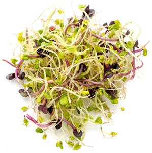 Økologiske Taco spiremix -Brokolli, Kløver, Mungbønner Norge