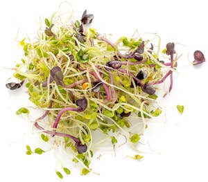 Økologiske Spiremix, Spicymix av Brocolli, Reddik, Kløver Norge