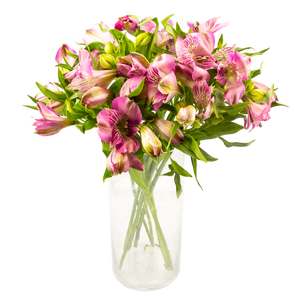 FreshFlowers Inkalilje rosa 45cm