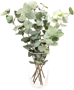 FreshFlowers Eucalyptus 45cm