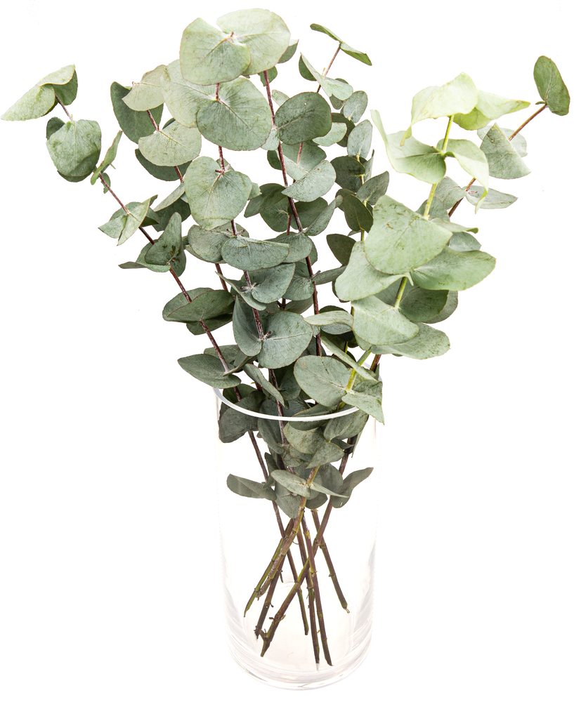FreshFlowers Eucalyptus 45cm