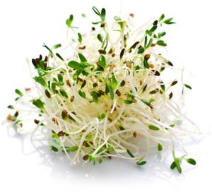 Økologiske Alfalfaspirer Norge