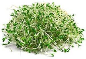 Økologiske Kløverspirer beger Norge