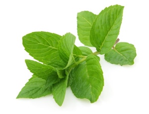 Fersk Mynte i Pose, Etiopia