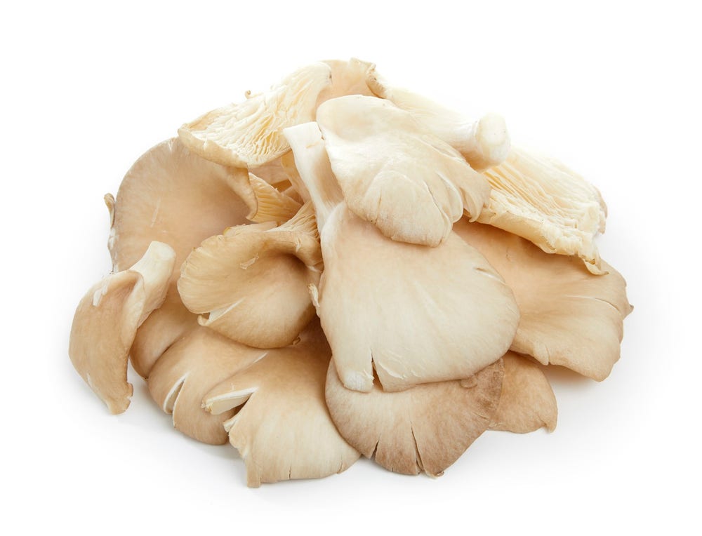 Østerssopp i Beger Polen