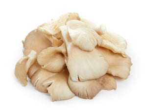 Østerssopp i Beger Polen