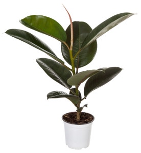 FreshFlowers Gummifiken 20-40 cm høy. 12 cm potte