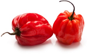 Habanero Rød Nederland / Spania