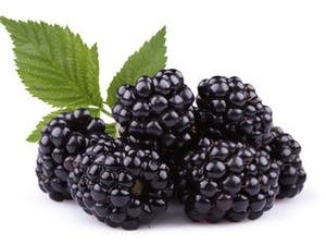 Bjørnebær Portugal /Marokko/ Nederland