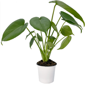 FreshFlowers Monstera 45cm